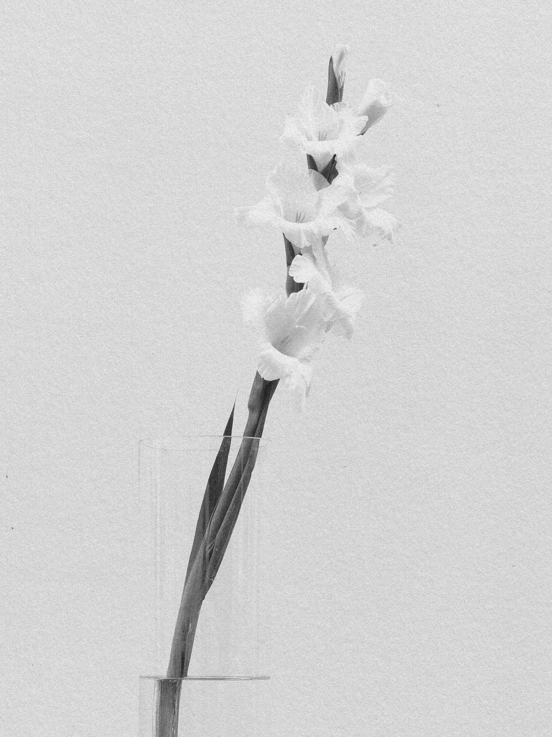 Project 14 flower pb