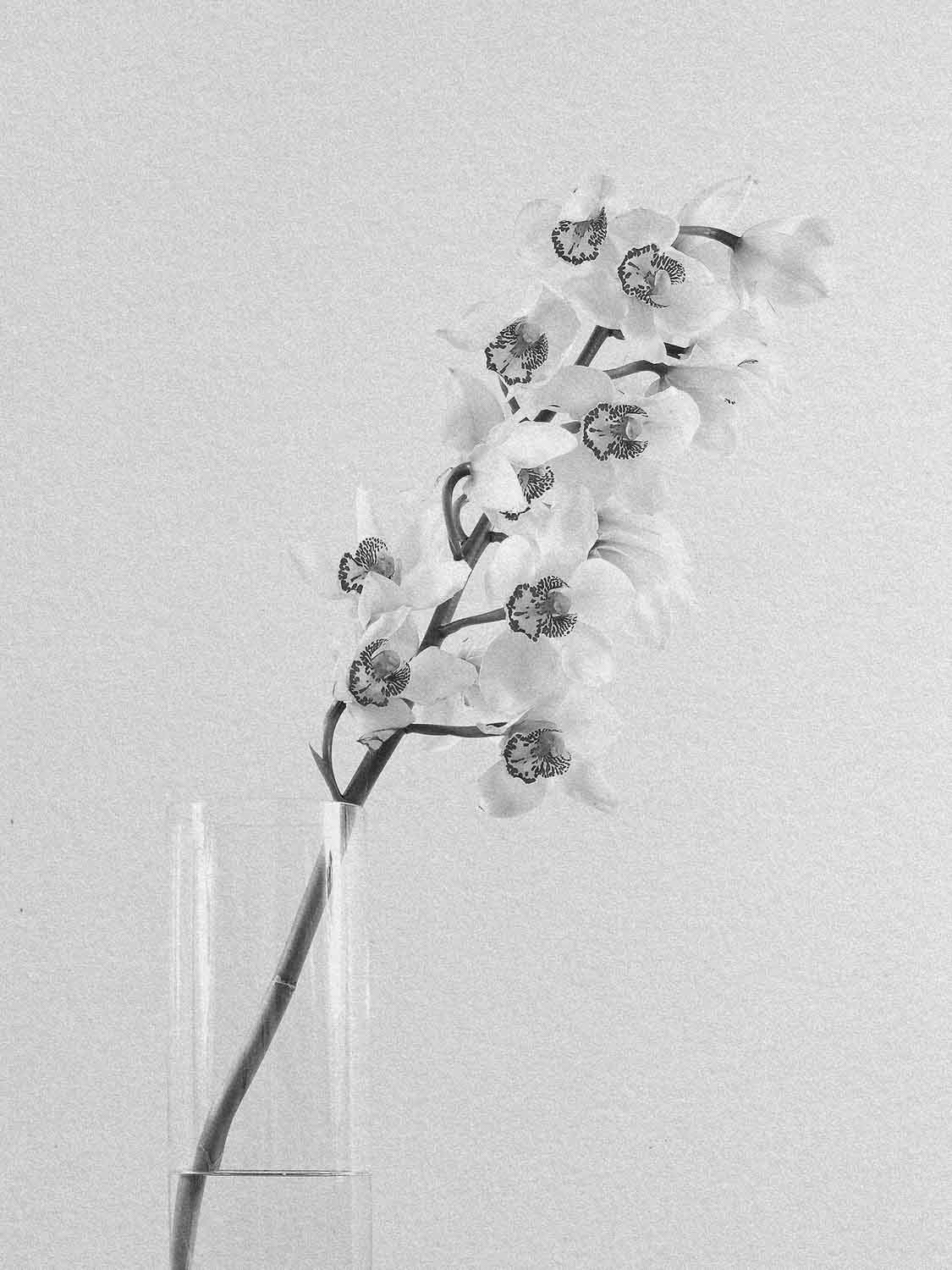 Project 2 flower pb