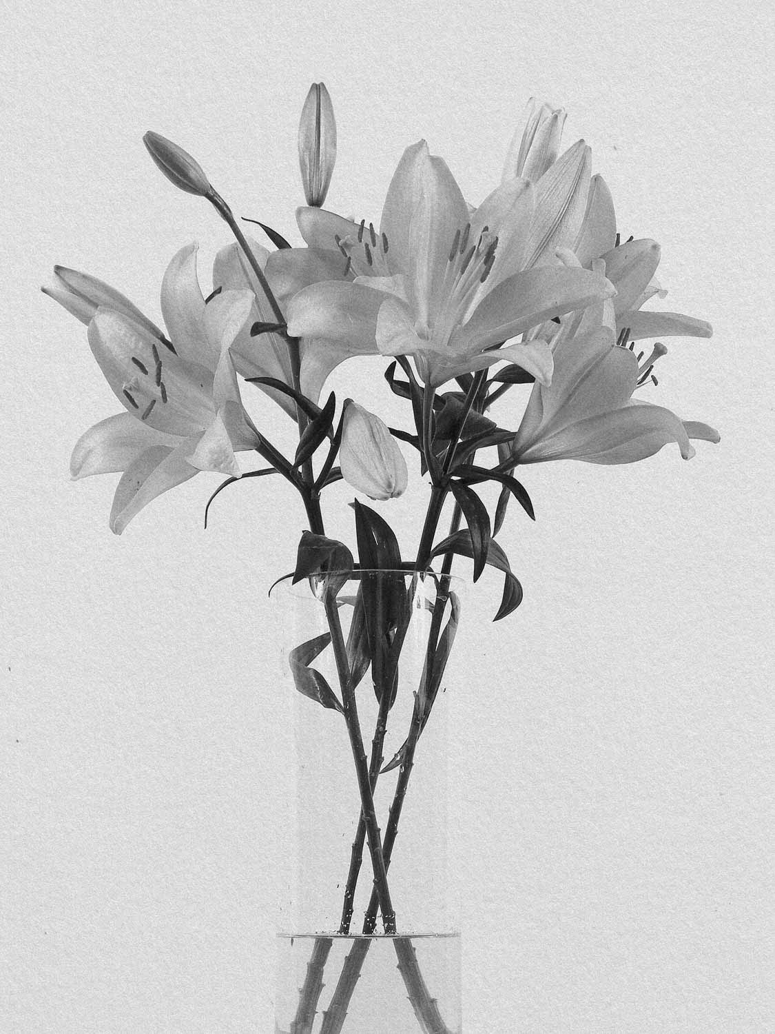 Project 3 flower pb