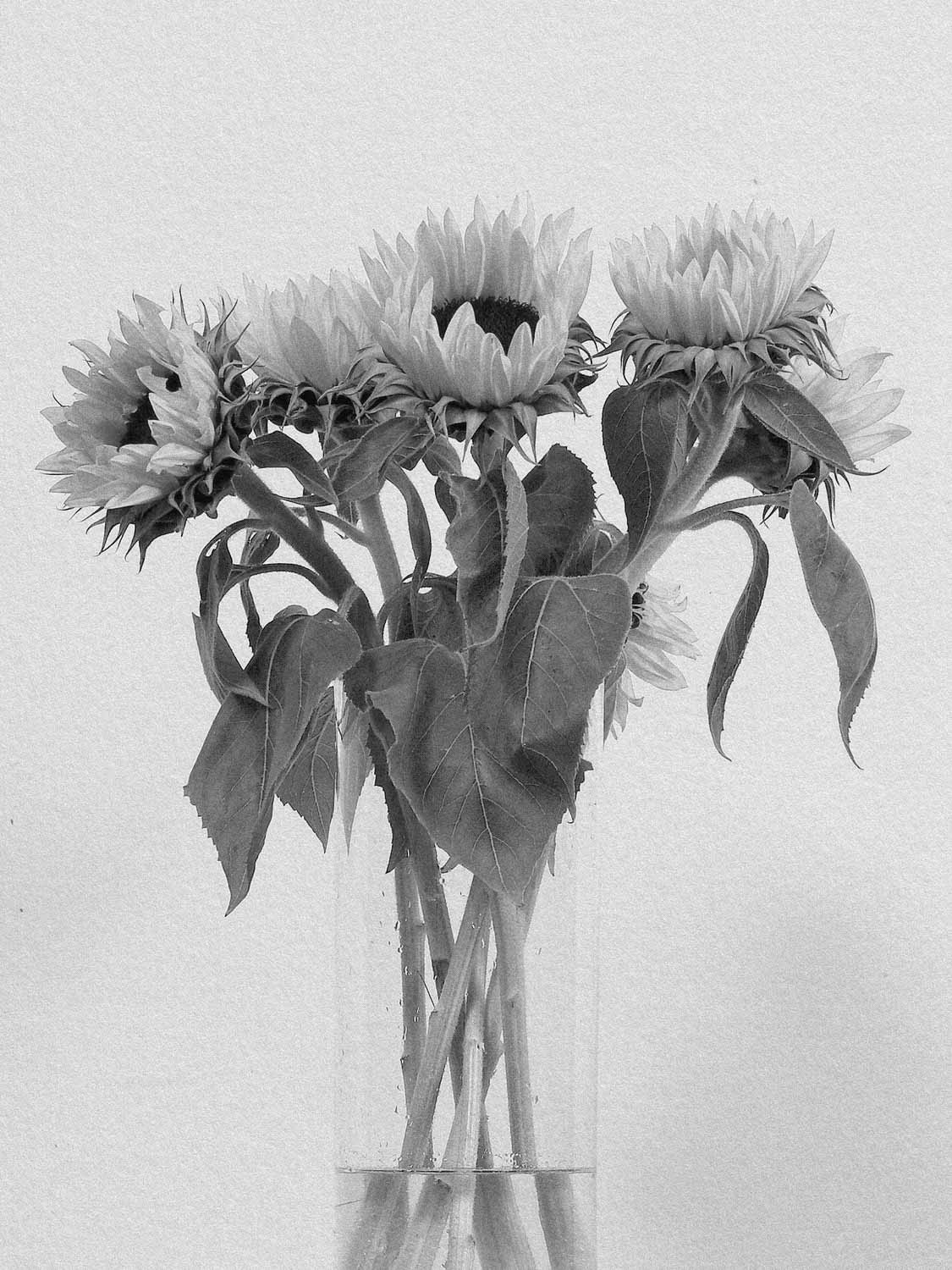 Project 5 flower pb