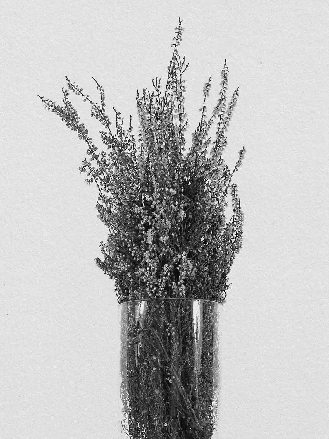 Project 6 flower pb