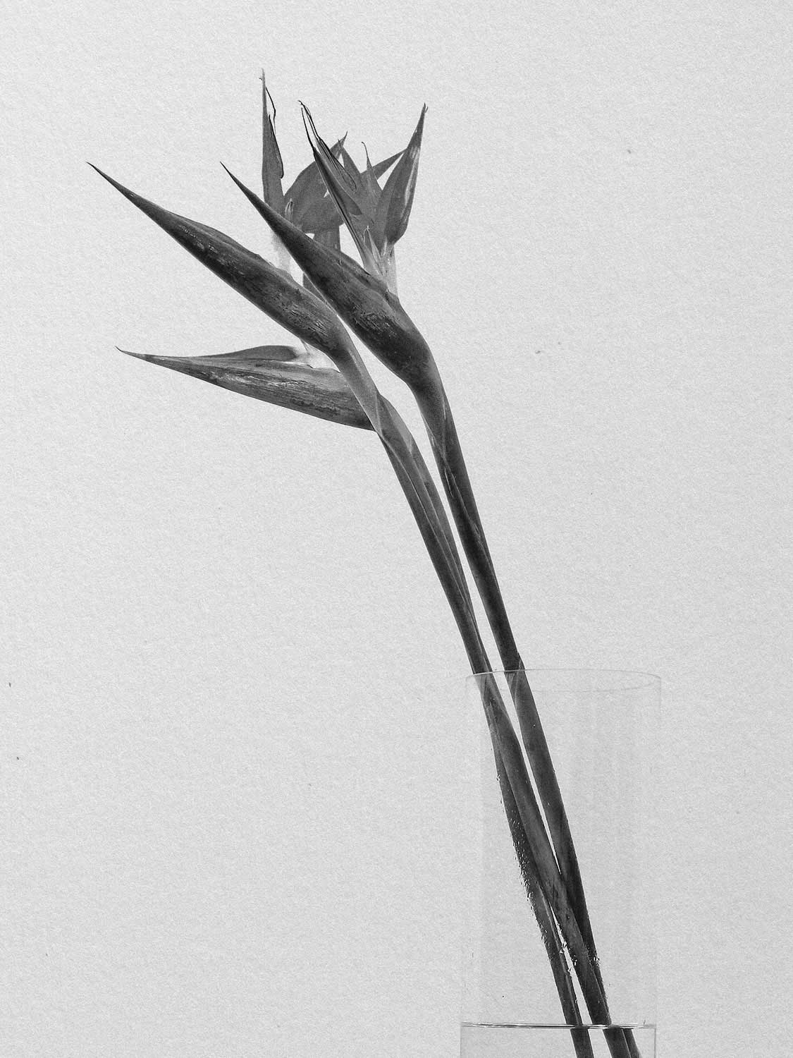 Project 8 flower pb